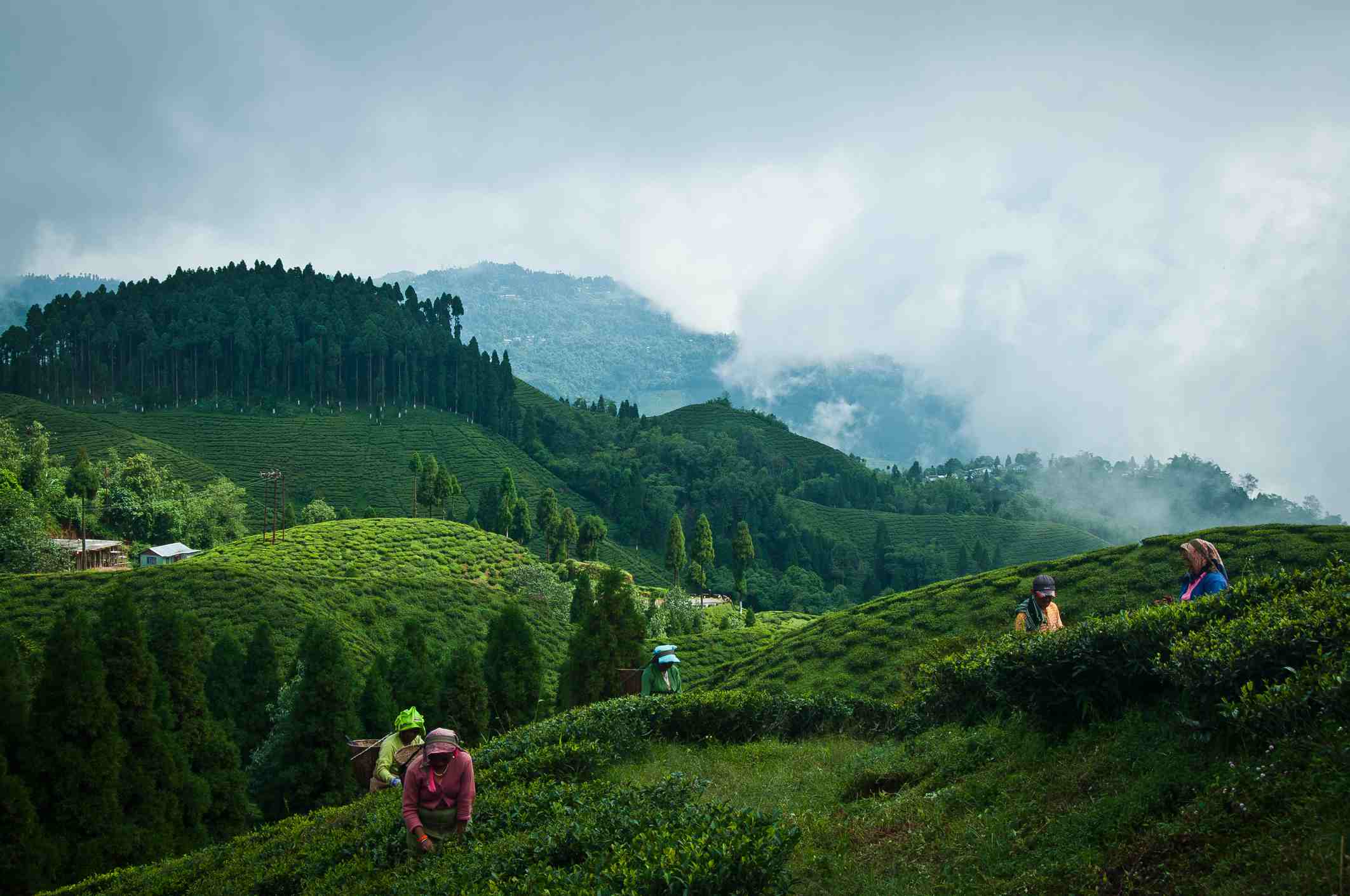 darjeeling gangtok tour